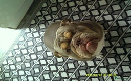 English Bulldog dogs for sale: Lilac & Tan English Bulldog 3 Yr Old MALE - Image 11