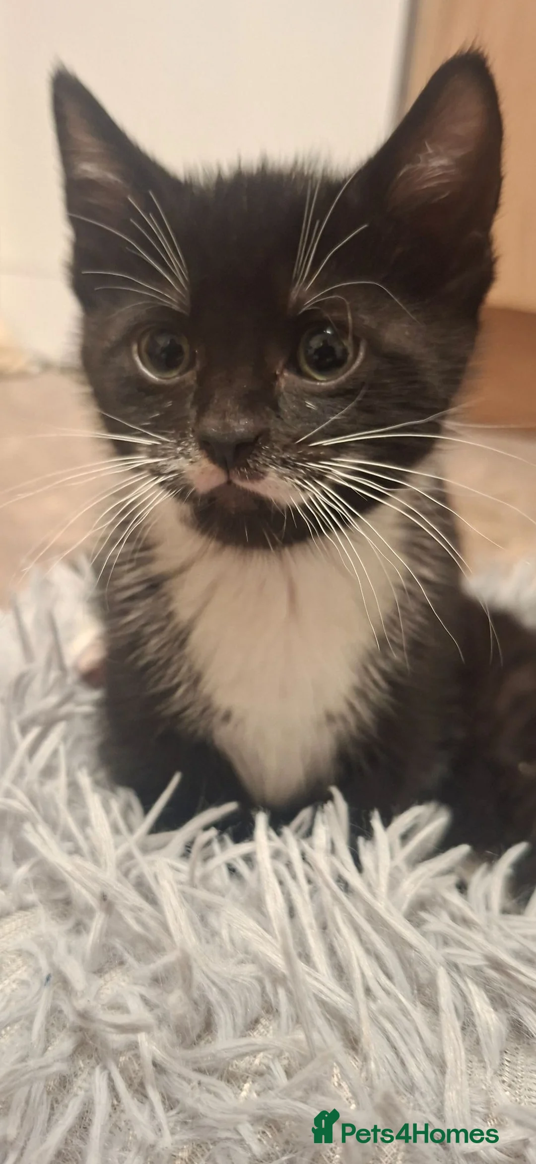 Mixed Breed cats for sale: cute playful kittens for sale  - Advert 2