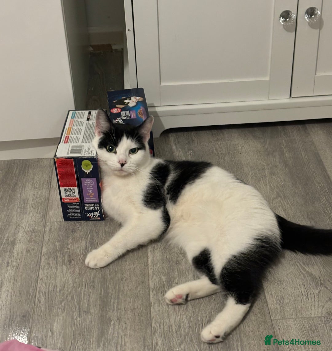 Mixed Breed cats for sale: Turkish angora kitten  - Advert 4