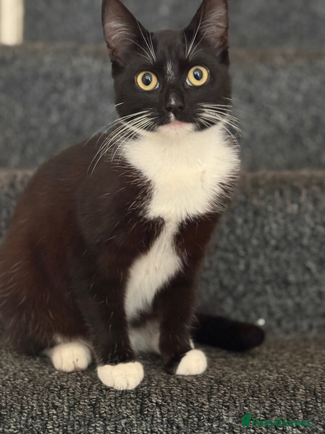 Mixed Breed cats for sale: Mix breed girl kitten - Advert 3