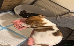 Jack Russell dogs for sale: Beautiful Jack Russell puppies  - Advert 5