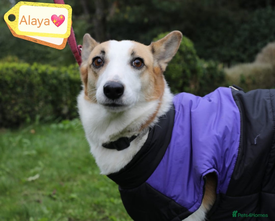 Mixed Breed dogs for adoption: 💖🐶 ALAYA 🐶💖 - Image 4