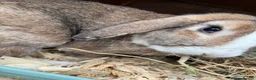 Mini Lop rabbits for sale: 🐰 Pure Bred Mini Lop Bunnies 🐰 - Advert 31