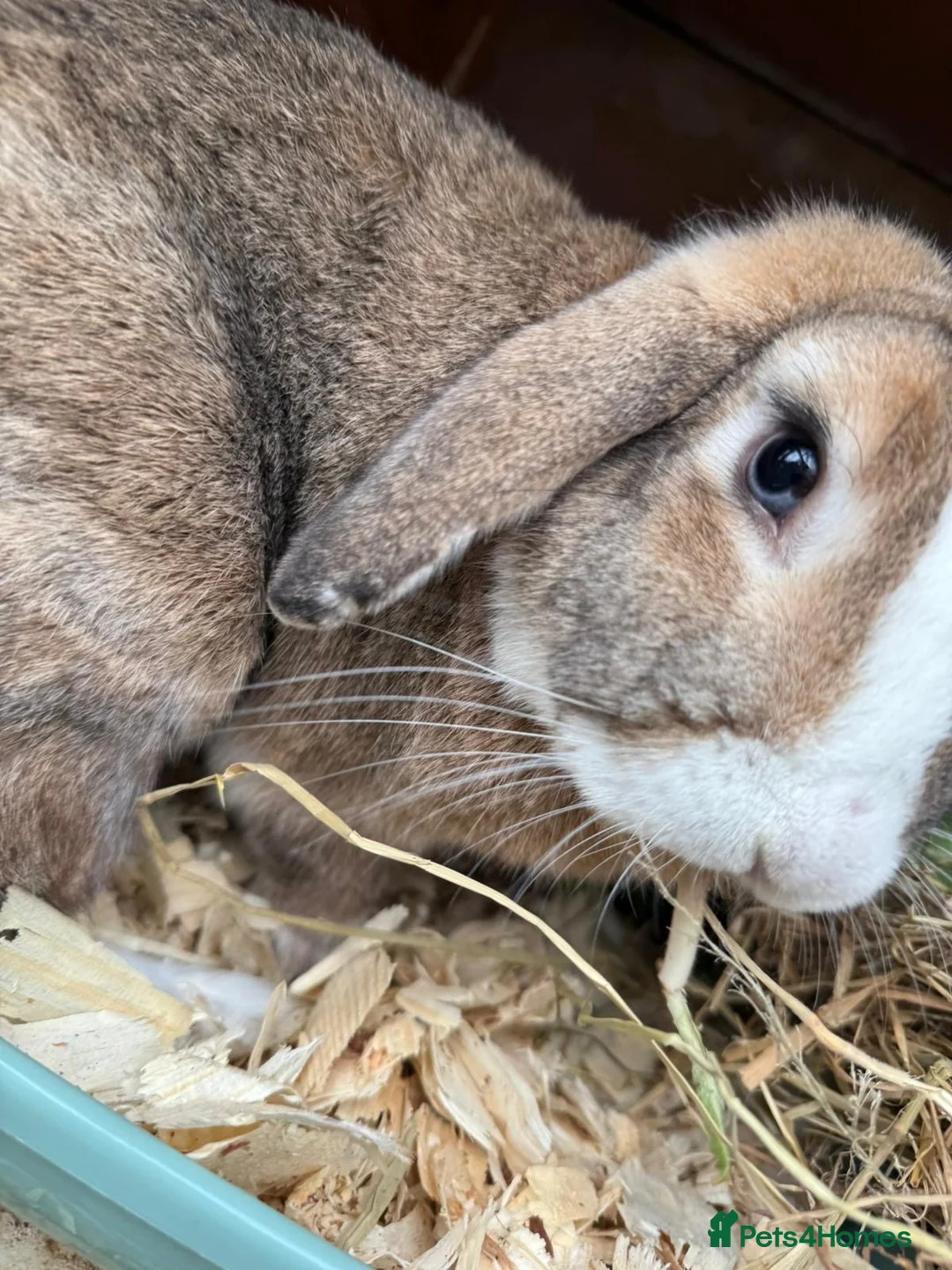 Mini Lop rabbits for sale: 🐰 Pure Bred Mini Lop Bunnies 🐰 - Advert 31