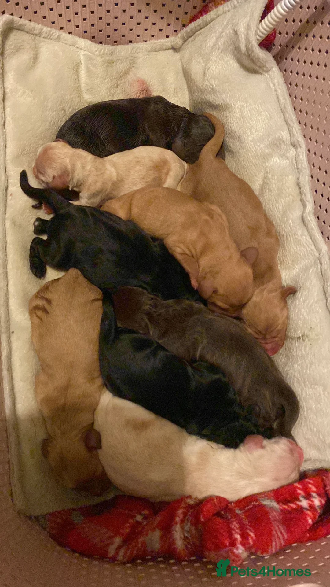 Cockapoo dogs for stud: cockapoo stud  in Aberlour - Advert 5