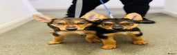 German Shepherd dogs for sale: Exceptional German Shepherd Girls - Advert 3