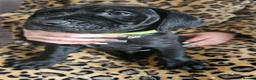 Mixed Breed dogs for sale: Bullmastiff cross puppies - Advert 10
