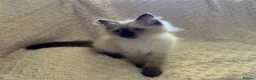 Ragdoll cats for sale: Stunning Ragdoll kittens - Advert 30