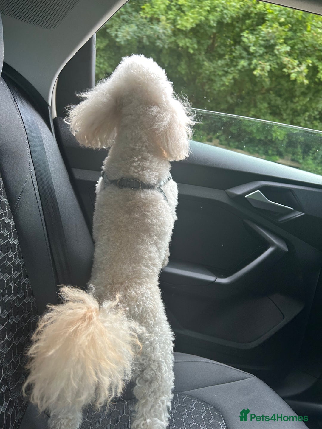 Toy Poodle dogs for stud: Gucci Toy Poodle Stud - Image 7