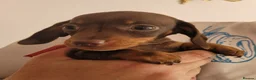 Miniature Dachshund dogs for sale: Gorgeous Chocolate and Tan Girls - Advert 16