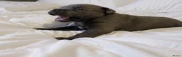 Staffordshire Bull Terrier dogs for sale: Beautiful KC bloodline champion staffy Puppies - Advert 7