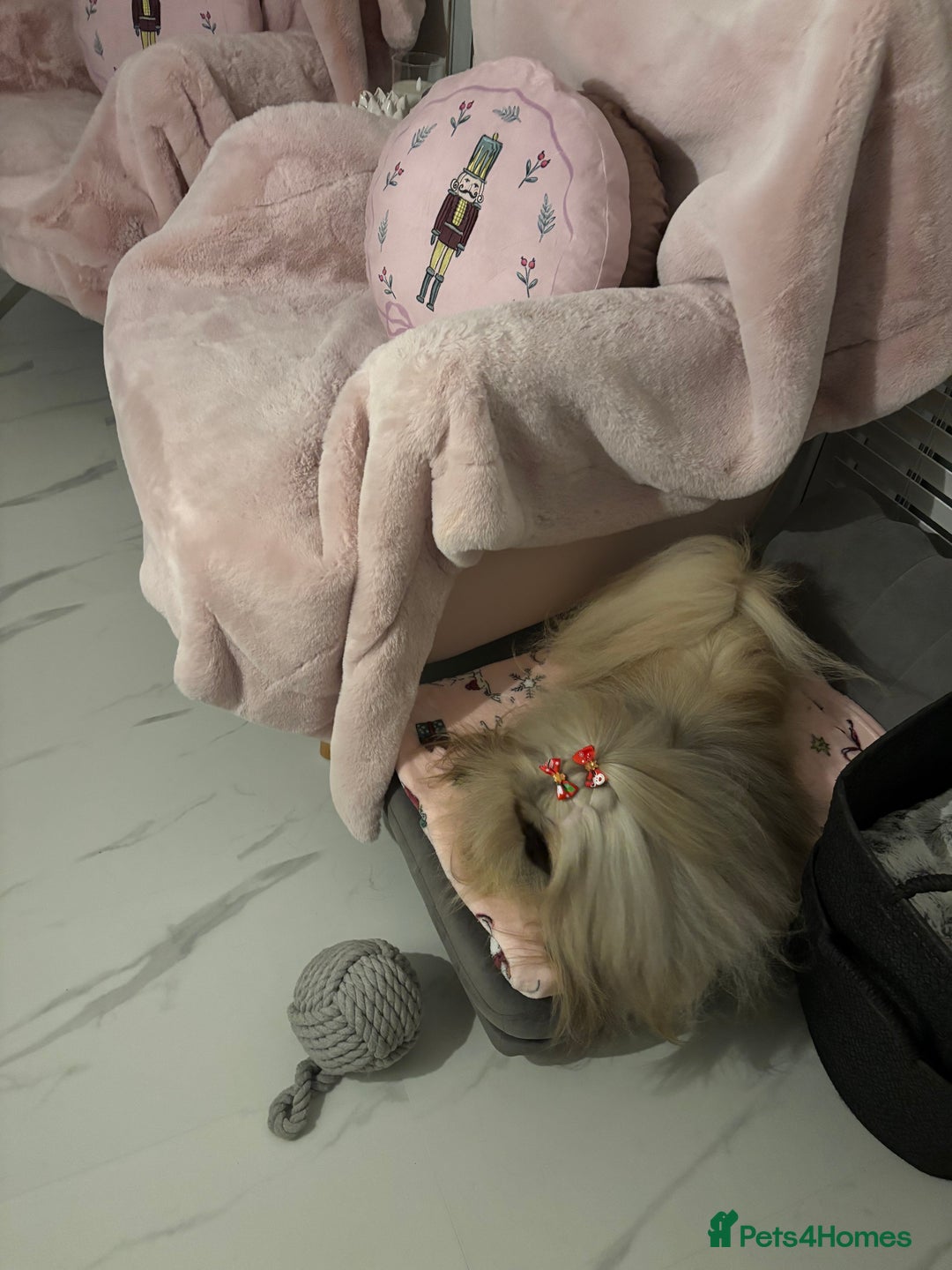 Pekingese dogs for stud: Kc registered Pekingese for stud duties in Truro - Advert 13