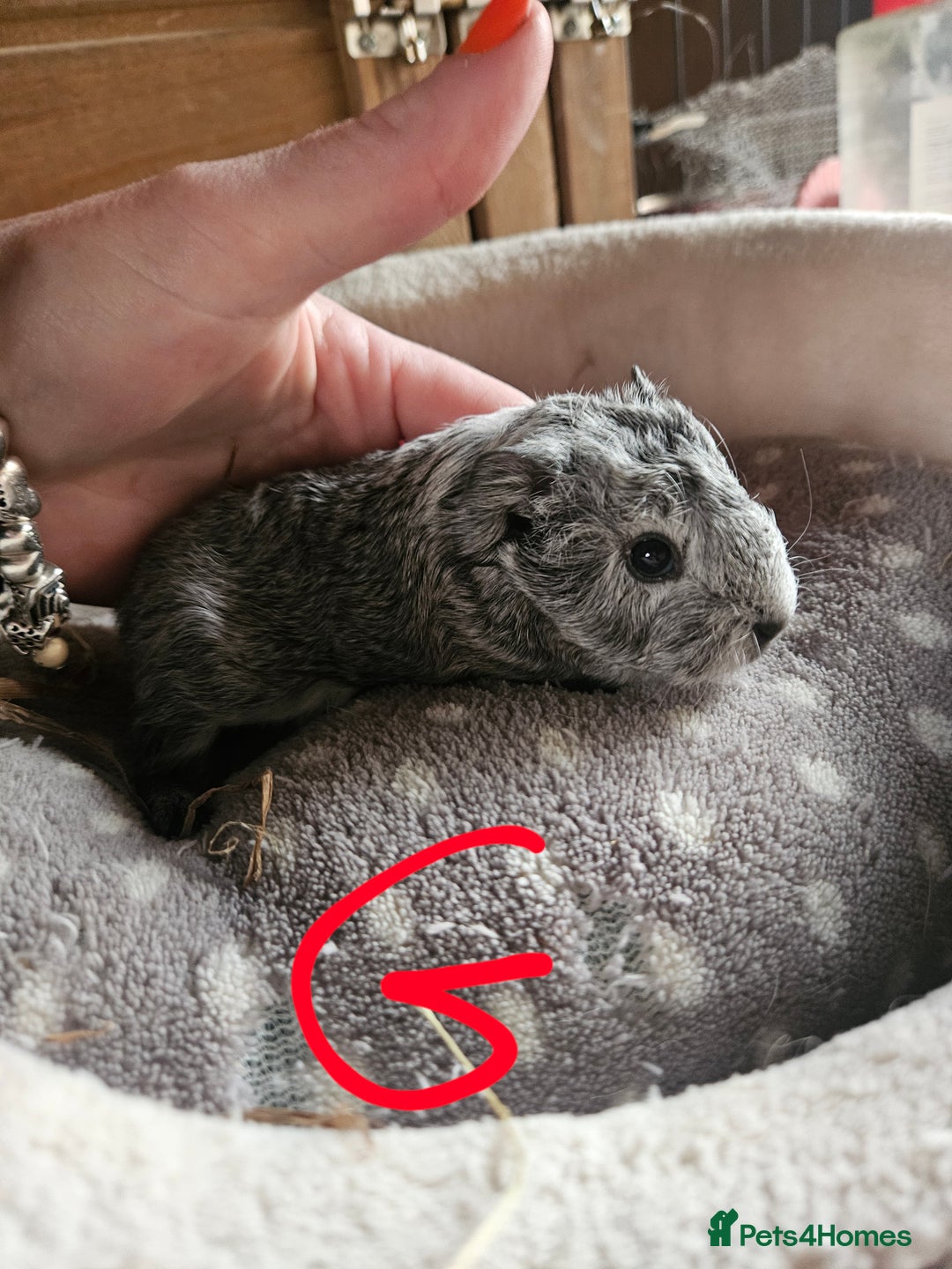 Guinea Pig rodents for sale: Baby boy guinea pigs and 1 girl - Image 4