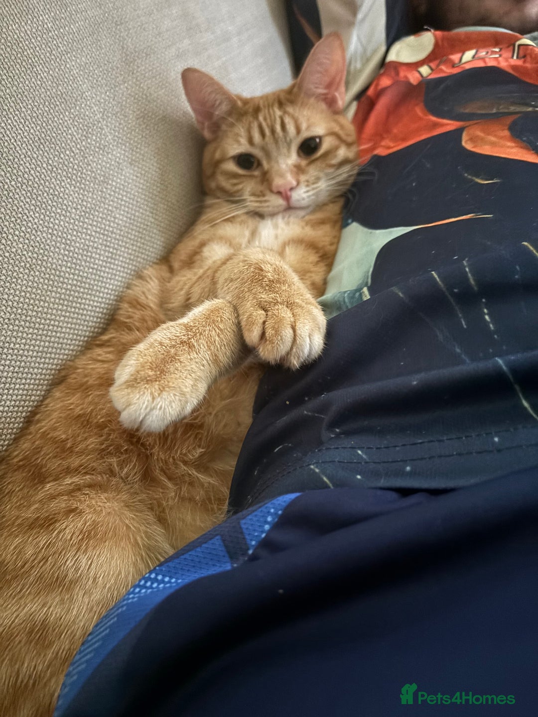 Mixed Breed cats for sale: Peppa and Roni looking for a new loving home! - Advert 9