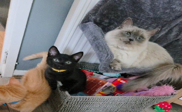 Ragdoll cats - Advert 15