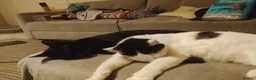 British Shorthair cats for sale: Black with white patched kittens  - Advert 1