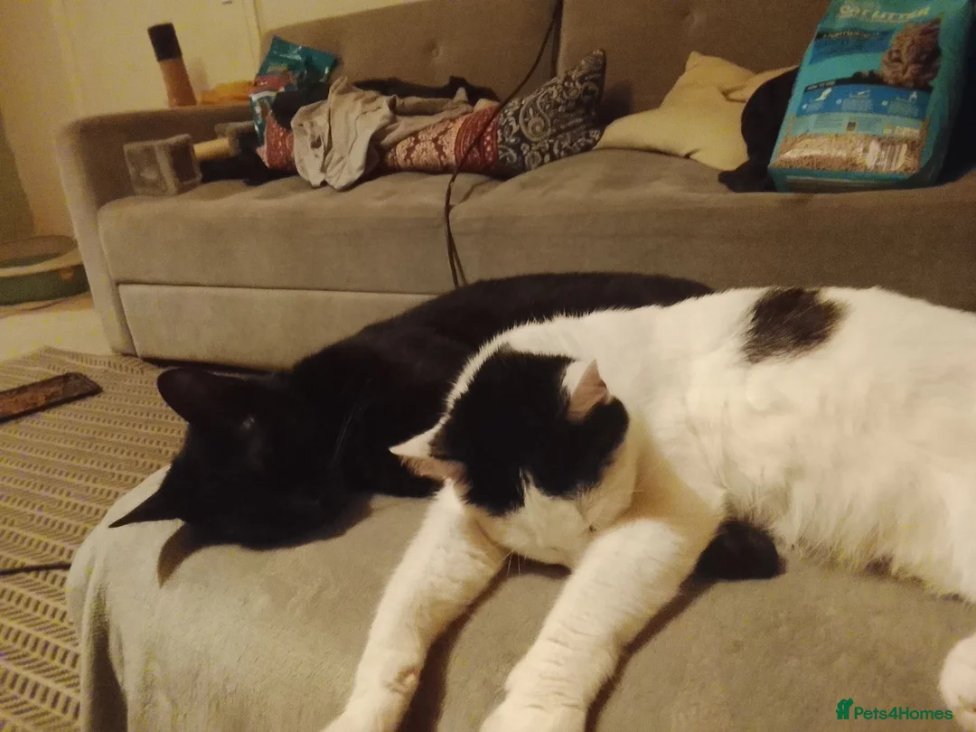 British Shorthair cats for sale: Black with white patched kittens  - Advert 1
