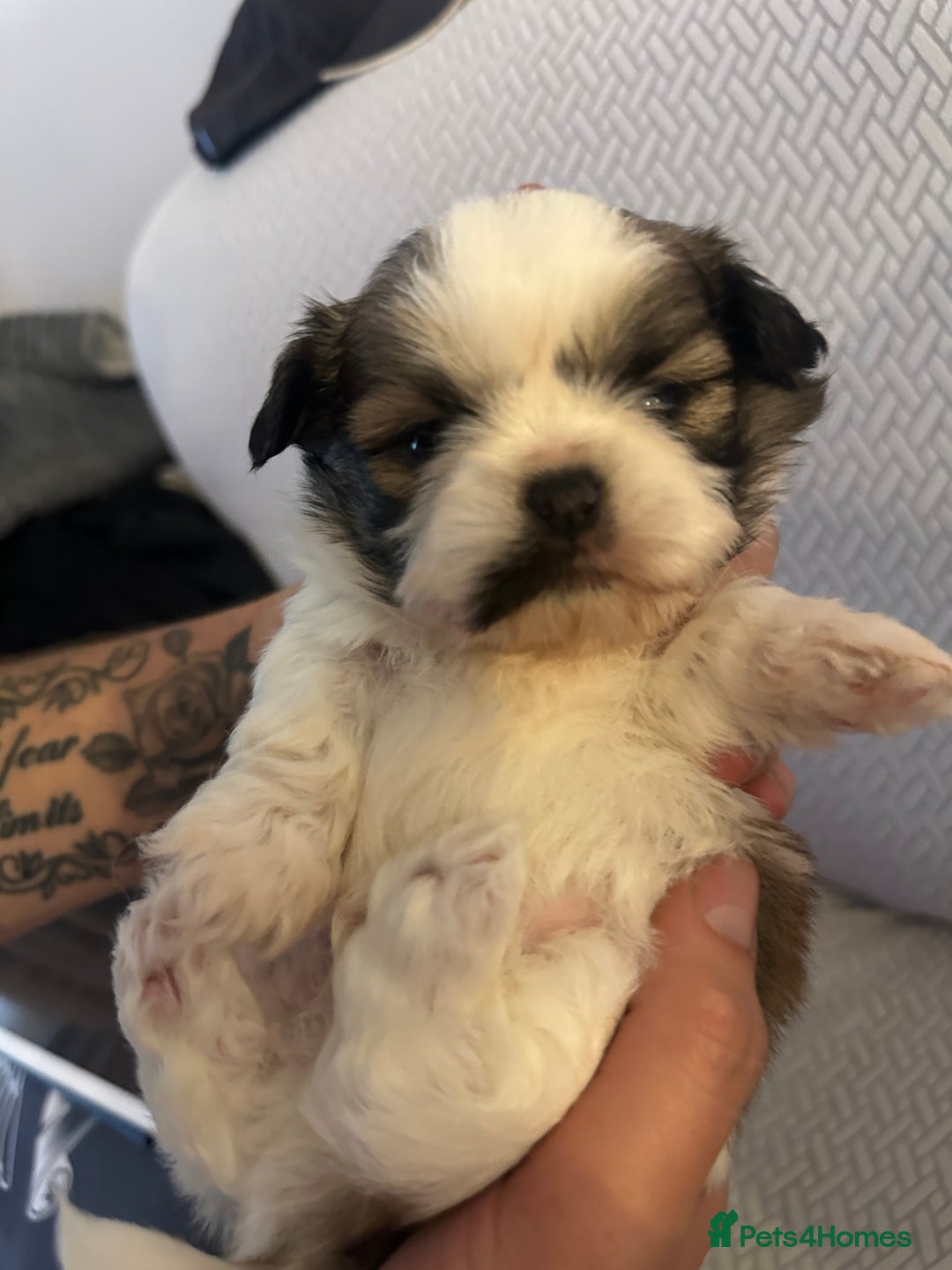 Shih Tzu dogs for sale: Beautiful Shih Zu Puppies  - Image 5