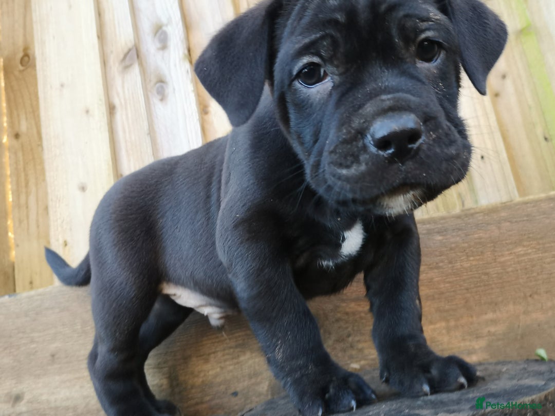 Mixed Breed dogs for sale: Olde english bulldogge x cane corso puppies  - Advert 4