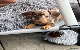 Miniature Dachshund dogs for sale: READY NOW - short haired miniature dachshunds  - Image 5