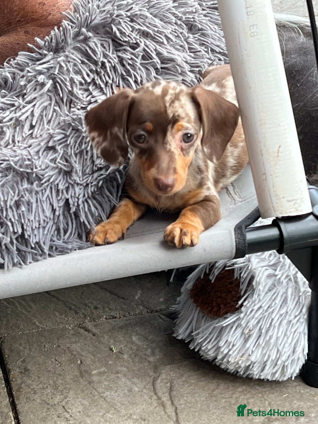Miniature Dachshund dogs for sale: READY NOW - short haired miniature dachshunds  - Image 5