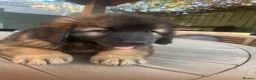 Leonberger dogs for sale: Leonberger puppies for sale  - exceptional quality - Advert 6