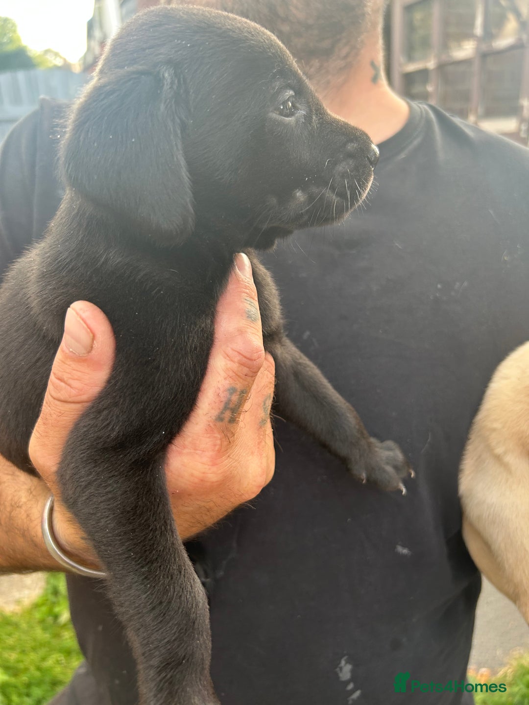 Labrador Retriever dogs for sale: Labrador puppies  - Image 6
