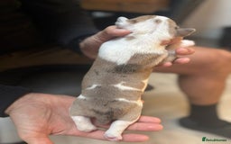 Mixed Breed dogs for sale: English Bulldog Staff Mix (Old Tyme Bulldog) - Image 1