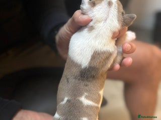 Mixed Breed dogs - Advert 2