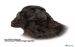 Cocker Spaniel dogs for sale: Handsome Solid Black 4 yr Boy For Retirement  - Image 1