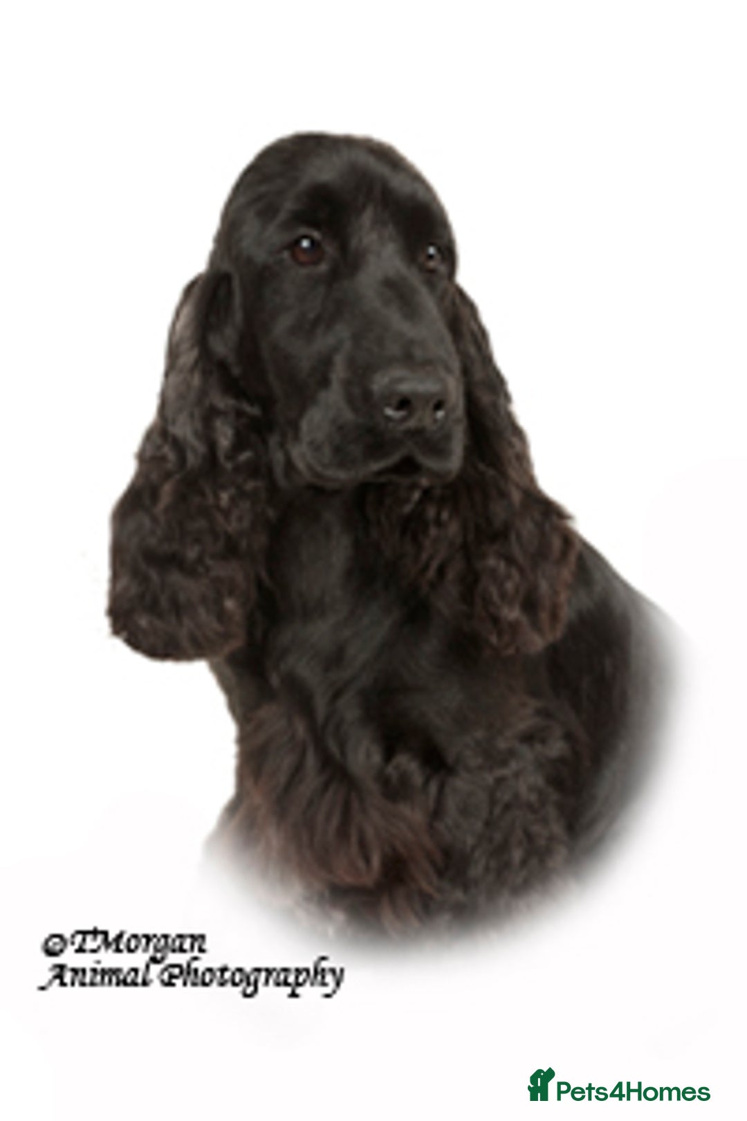 Cocker Spaniel dogs for sale: Handsome Solid Black 4 yr Boy For Retirement  - Image 1