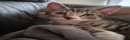 British Shorthair cats for sale: Kittens - Advert 3