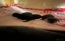 British Shorthair cats for sale: Short haired kittens - Image 4