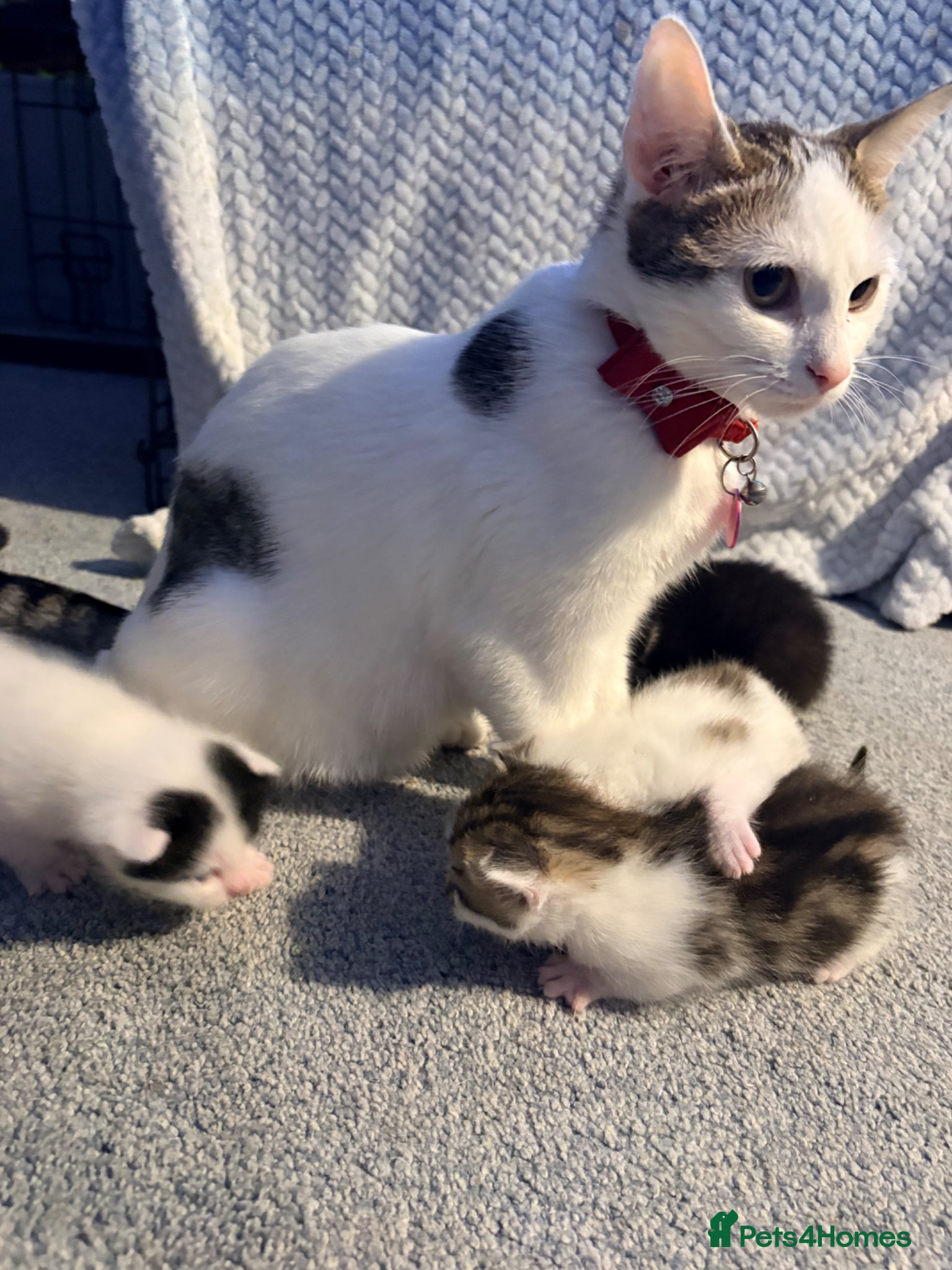 Mixed Breed cats Kittens looking for forever homes - Advert 2