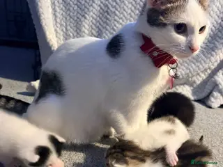 Mixed Breed cats Kittens looking for forever homes - Advert 2