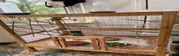 Budgerigars birds for sale: Leeds Hyde park Road - Advert 5