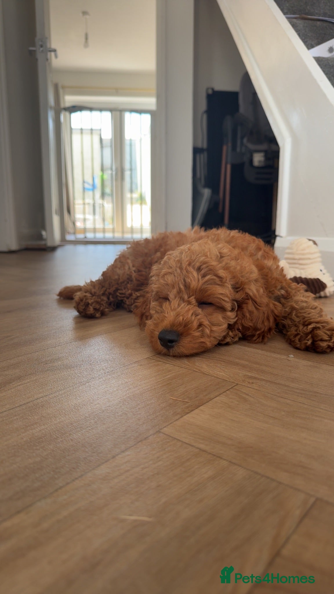 Cockapoo dogs F1 cockerpoo - Advert 1
