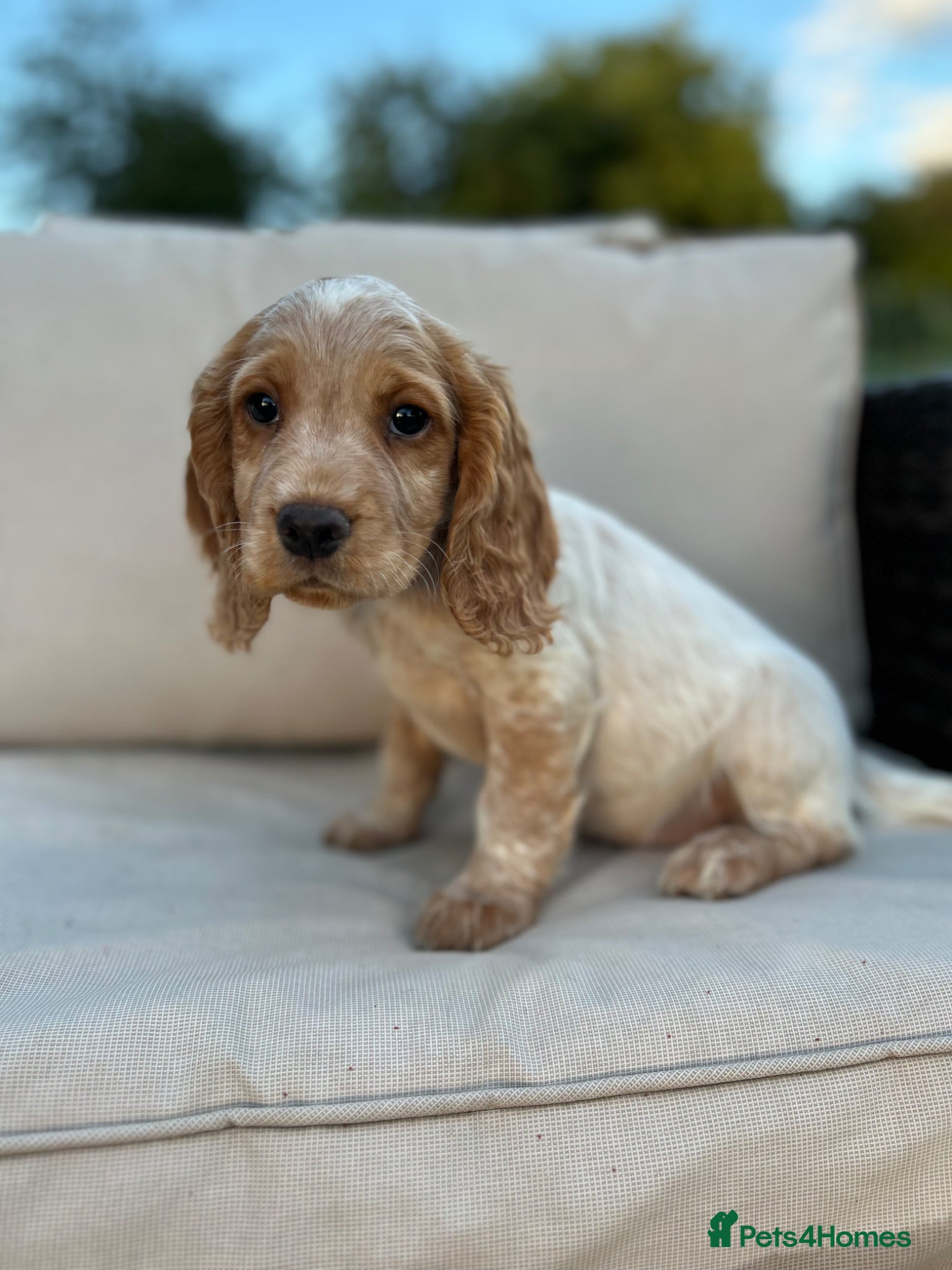 Cocker Spaniel dogs KC Registered Working Cocker Spaniel Puppies  - Advert 6