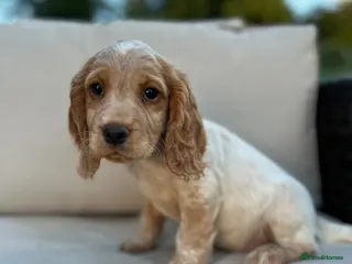 Cocker Spaniel dogs KC Registered Working Cocker Spaniel Puppies - Advert 6
