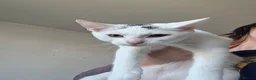 Mixed Breed cats for sale: 4 cats looking for new homes after bereavement - Advert 10