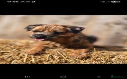Border Terrier dogs for sale: Kc border bitch - Image 1