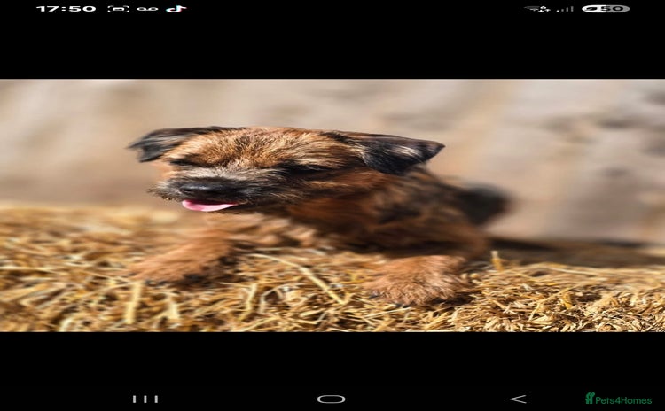 Border Terrier dogs - Advert 1