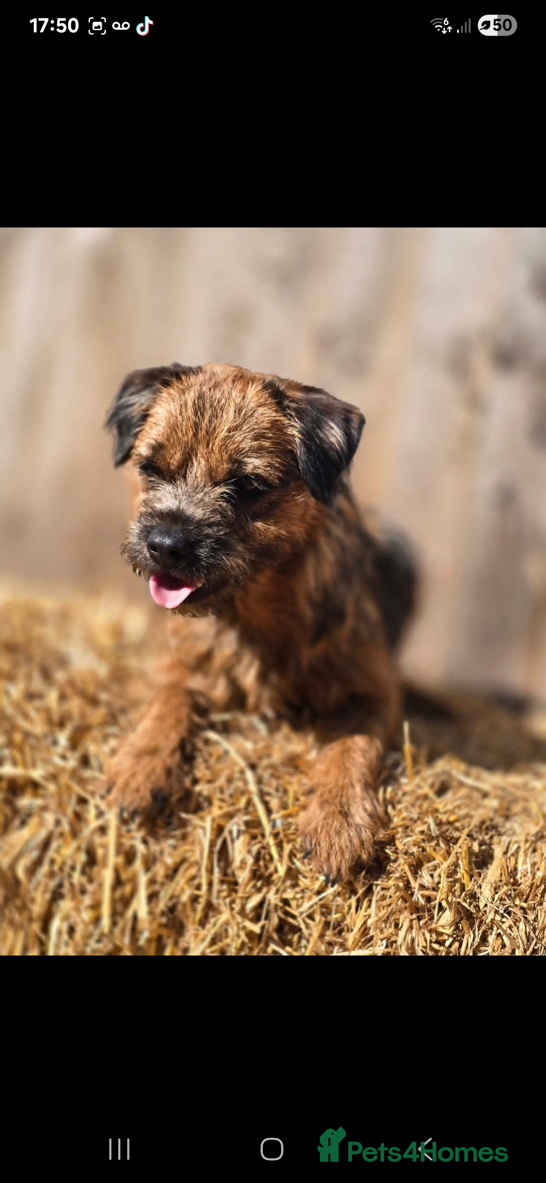Border Terrier dogs for sale: Kc border bitch - Image 1