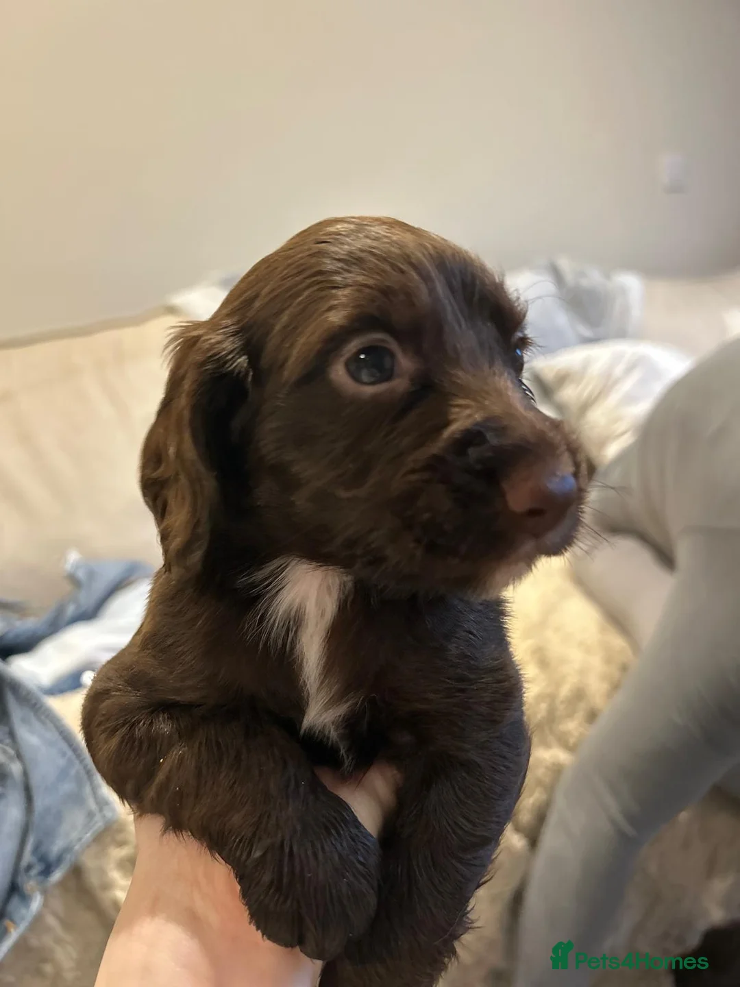 Cocker Spaniel dogs for sale: Working cocker spaniel puppies  - Advert 15