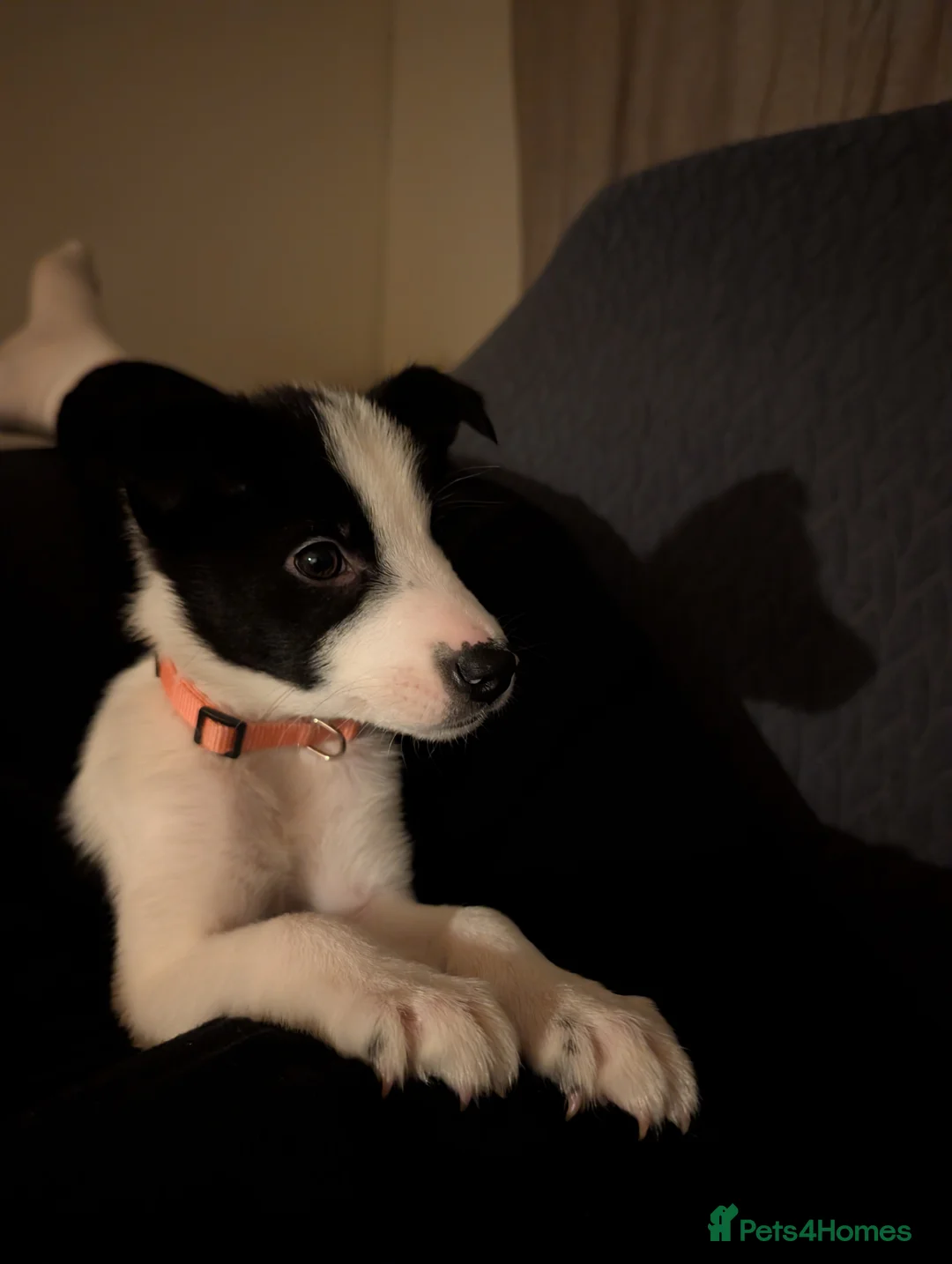 Border Collie dogs for sale: 2x border collie bitches. READY NOW - Advert 14