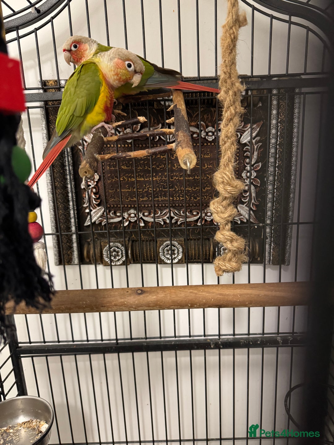 Conures birds for sale: Conure pair - Advert 6