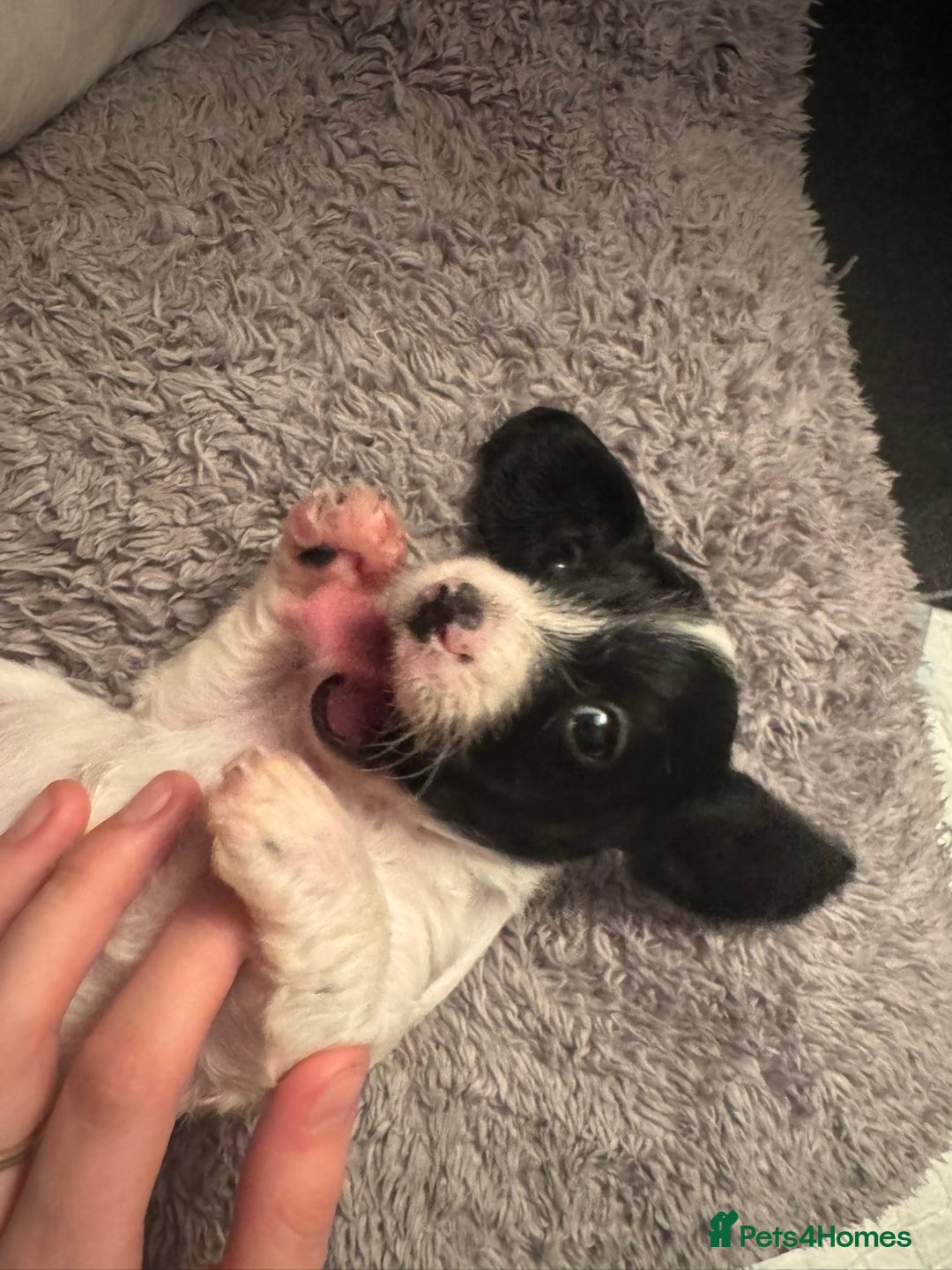 Mixed Breed dogs for sale: Doxiepoo - Advert 4