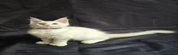 Maine Coon cats for sale: Ready now-Tica Maine Coon Kittens  - Advert 18