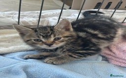 Mixed Breed cats for sale: Two boys, ready now  - Image 1