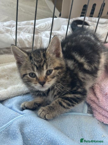 Mixed Breed cats - Advert 16